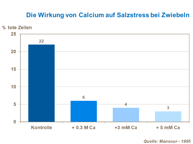 Die Wirkung von Calcium auf Salzstress bei Zwiebeln