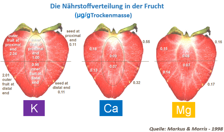 Haltbarkeit Erdbeeren 2.png