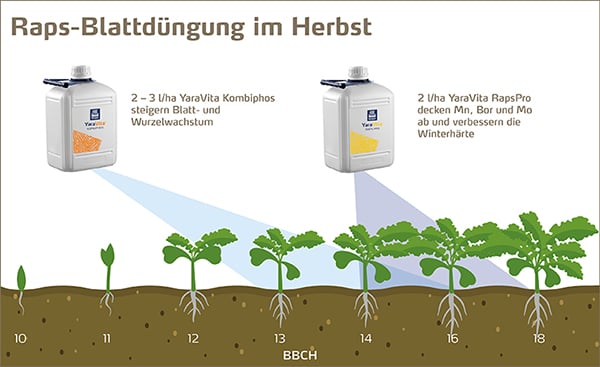Rapsdüngung im Herbst