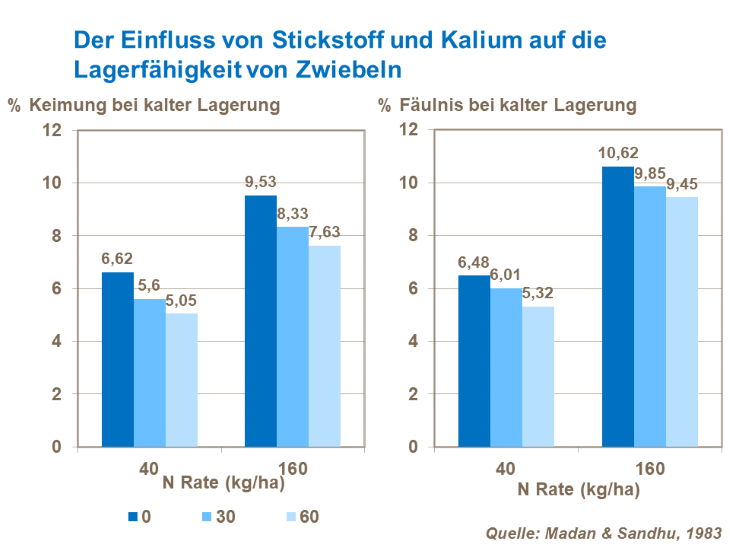 Der Einfluss von Stickstoff und Kalium auf die Lagerfähigkeit von Zwiebeln
