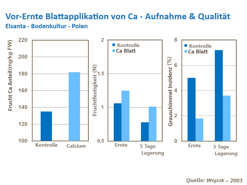 Haltbarkeit Erdbeeren 6.png