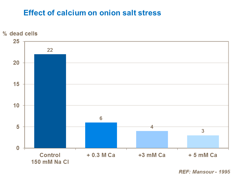 Effect of calcium on onion salt stress