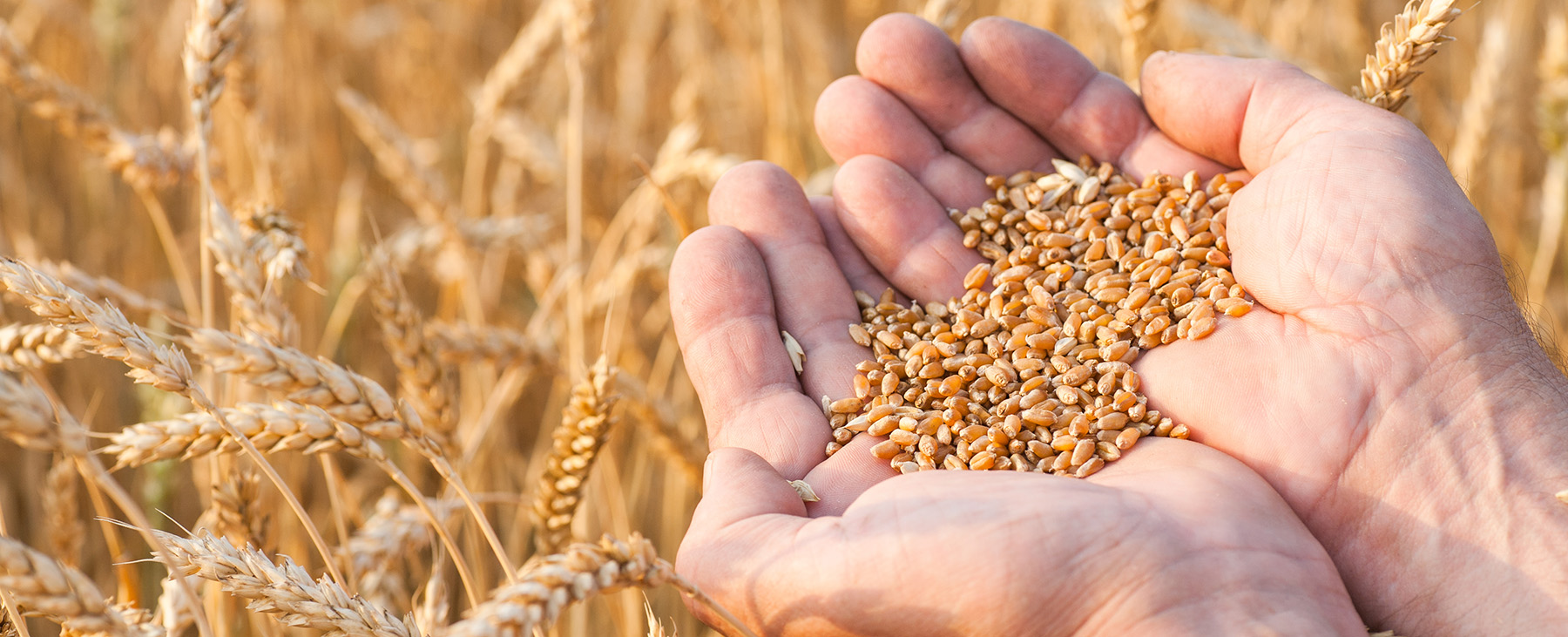 Shutterstick Bild_Zuschnitt.jpg