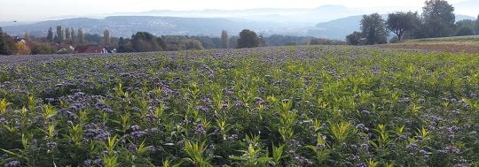Zwischenfrucht Phacelia