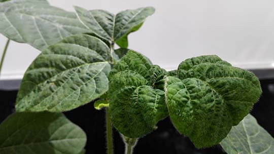 Bormangel bei Sojabohnen-540.jpg