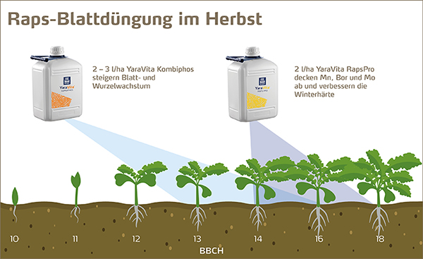 Raps Blattdüngung im Herbst