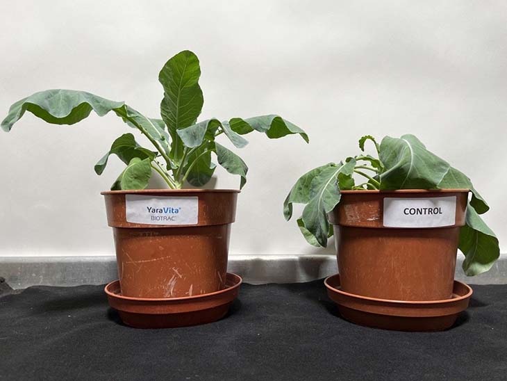 Vergleich YaraVita Biotrac erhöht Stresstoleranz bei Blumenkohl-2-730.jpg