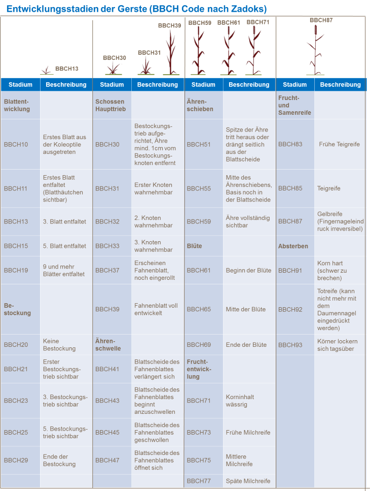 Entwicklungsstadien bei Gerste