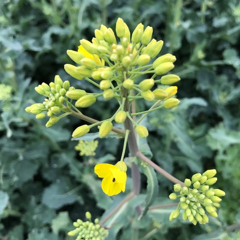 Rapsblüten