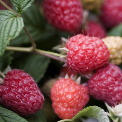 Himbeeren am Strauch
