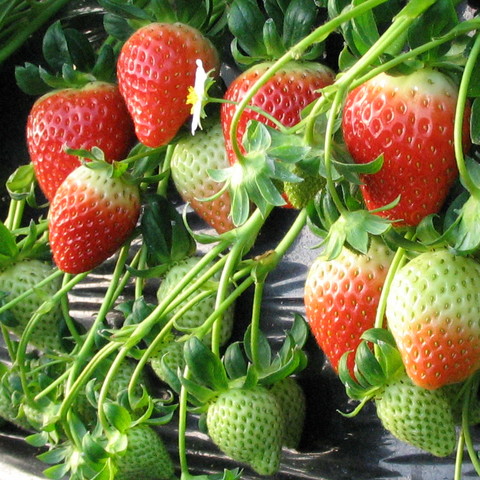 Reife und unreife Erdbeeren